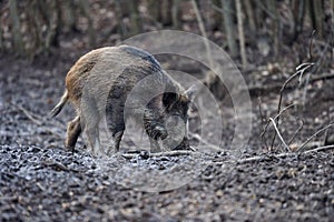 Wild hogs rooting in the mud