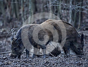 Wild hogs rooting in the mud