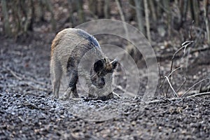 Wild hogs rooting in the mud