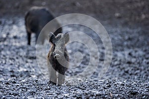 Wild hogs rooting in the mud
