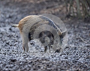 Wild hogs rooting in the mud