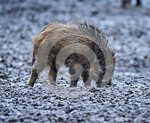 Wild hogs rooting in the mud