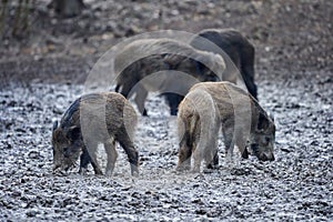 Wild hogs rooting in the mud