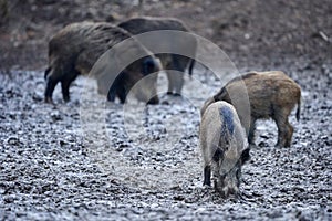 Wild hogs rooting in the mud