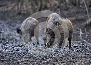 Wild hogs rooting in the mud