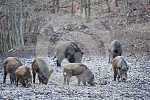 Wild hogs rooting in the mud