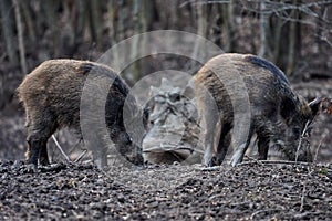 Wild hogs rooting in the mud