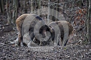 Wild hogs rooting in the mud