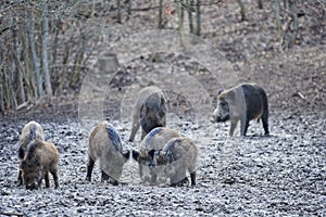 Wild hogs rooting in the mud