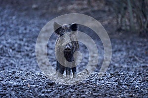 Wild hogs rooting in the mud