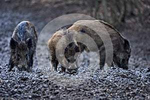 Wild hogs rooting in the mud