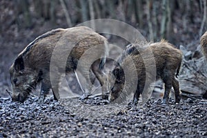 Wild hogs rooting in the mud