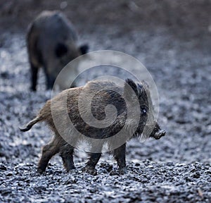 Wild hogs rooting in the mud