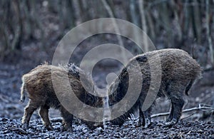 Wild hogs rooting in the mud