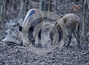 Wild hogs rooting in the mud