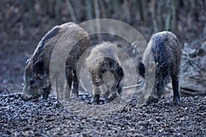 Wild hogs rooting in the mud photo