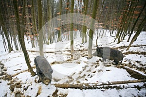 Wild hogs in snow
