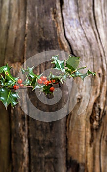 Wild holly growing in the forest