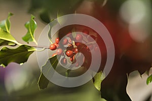 Wild holly in its natural environment, Spain