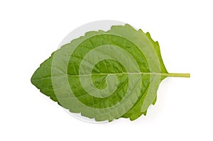 Wild holy basil green leaf isolated on white background with clipping path.top view,flat lay