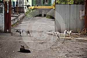 Wild homeless dogs at the entrance to industrial area