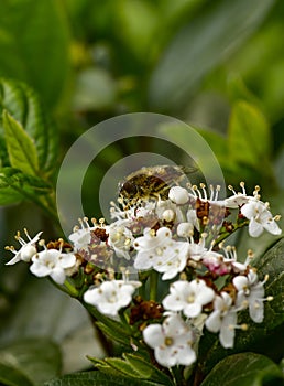 wild honey bee, Bee collecting pollen on white flowers in spring