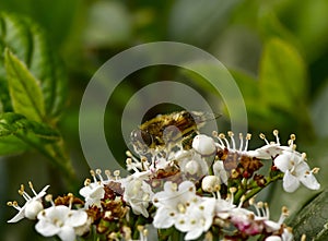 wild honey bee, Bee collecting pollen on white flowers in spring