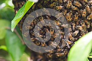 Wild honey bee colony hive on tree branch Caribbean species