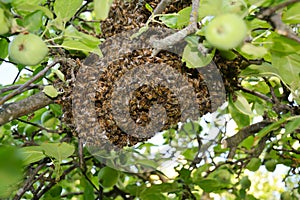 Wild honey bees swarm on the tree