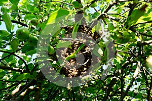 Wild honey bees swarm on the tree in the garden