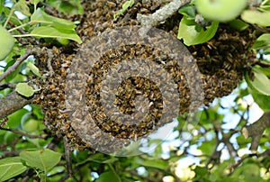 Wild honey bees swarm on the tree