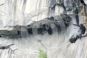 Wild honey hive built in mountain rock