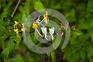 Wild Honeysuckel, Gold, White, and Purple buds