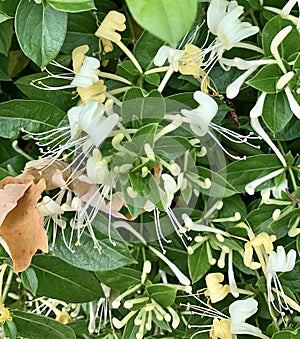 Wild Honeysuckle
