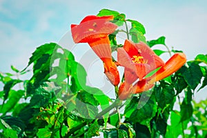 Wild honeysuckle trumpet vine flower bloom farm yard garden vine plant orange blooming flowers gardening plants nature scene