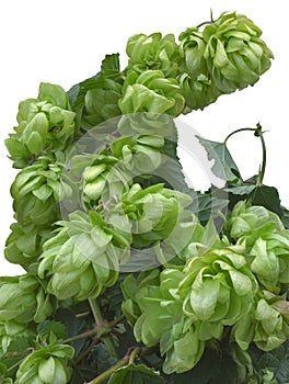 Wild Hop Cutout