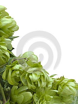 Wild Hop Cutout