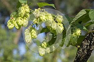 Wild hop harvest. A branch with ripe cones close-up. Creeping hops. HÃºmulus lÃºpulus