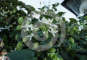 Wild Hops Flowers Blooming