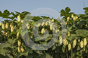 Wild hops growing in summer