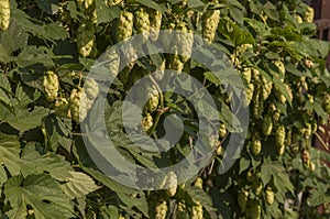 Wild hops growing in summer