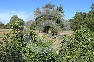 wild hops resp.Humulus lupus in Urdenbacher Kaempe Nature reserve,Duesseldorf,Germany