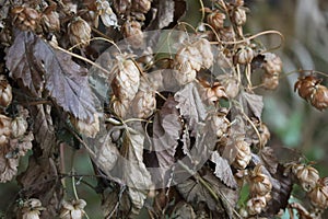 wild Hops in Winter time