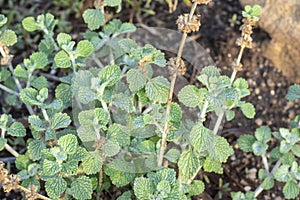 Wild horehound herb with dry flower stalk