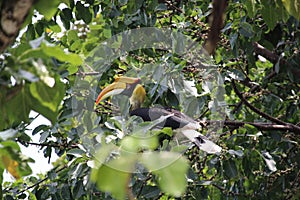 A wild hornbill Bucerotidae sitting in the tree and is looking for food