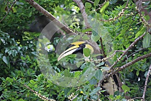 A wild hornbill Bucerotidae sitting in the tree on Pulau Pangkor, Malaysia