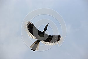 A wild hornbill Bucerotidae taken in flight on Pulau Pangkor, Malaysia