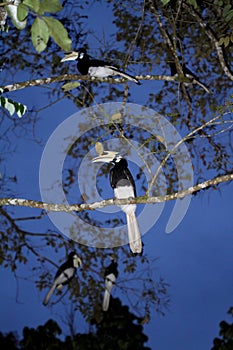 Wild hornbill in rainforest