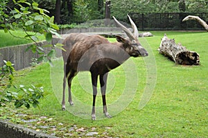 Wild horned african animals mammal bezoarless goat at the zoo