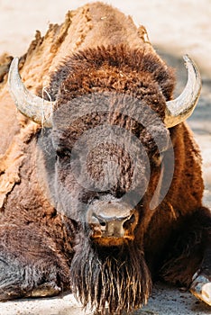 Wild Horned Bull Portrait